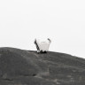 Накрутка Fat Cat IG 1.2 мм титан
